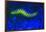 Bearded Fireworm Underwater Fluorescence, West Palm Beach, Florida, USA-Stuart Westmorland-Framed Photographic Print