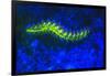 Bearded Fireworm Underwater Fluorescence, West Palm Beach, Florida, USA-Stuart Westmorland-Framed Photographic Print