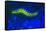 Bearded Fireworm Underwater Fluorescence, West Palm Beach, Florida, USA-Stuart Westmorland-Framed Stretched Canvas