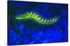 Bearded Fireworm Underwater Fluorescence, West Palm Beach, Florida, USA-Stuart Westmorland-Stretched Canvas