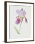 Bearded Iris, C.1980-Brenda Moore-Framed Giclee Print