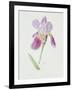 Bearded Iris, C.1980-Brenda Moore-Framed Giclee Print