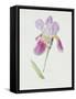 Bearded Iris, C.1980-Brenda Moore-Framed Stretched Canvas