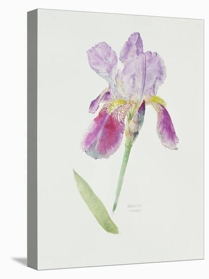 Bearded Iris, C.1980-Brenda Moore-Stretched Canvas