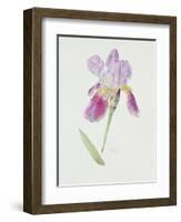 Bearded Iris, C.1980-Brenda Moore-Framed Giclee Print