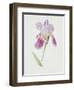 Bearded Iris, C.1980-Brenda Moore-Framed Giclee Print