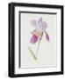 Bearded Iris, C.1980-Brenda Moore-Framed Giclee Print