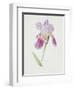 Bearded Iris, C.1980-Brenda Moore-Framed Giclee Print