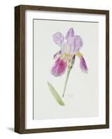 Bearded Iris, C.1980-Brenda Moore-Framed Giclee Print