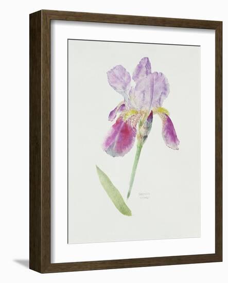 Bearded Iris, C.1980-Brenda Moore-Framed Giclee Print