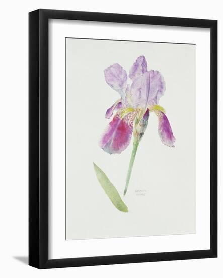 Bearded Iris, C.1980-Brenda Moore-Framed Giclee Print