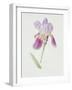 Bearded Iris, C.1980-Brenda Moore-Framed Giclee Print