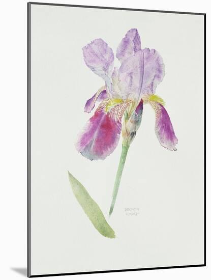 Bearded Iris, C.1980-Brenda Moore-Mounted Giclee Print