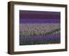 Bearded Iris Fields, near Salem, Oregon, USA-Darrell Gulin-Framed Photographic Print