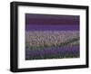 Bearded Iris Fields, near Salem, Oregon, USA-Darrell Gulin-Framed Photographic Print