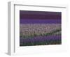 Bearded Iris Fields, near Salem, Oregon, USA-Darrell Gulin-Framed Photographic Print