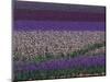 Bearded Iris Fields, near Salem, Oregon, USA-Darrell Gulin-Mounted Photographic Print