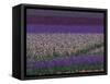 Bearded Iris Fields, near Salem, Oregon, USA-Darrell Gulin-Framed Stretched Canvas