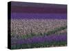 Bearded Iris Fields, near Salem, Oregon, USA-Darrell Gulin-Stretched Canvas