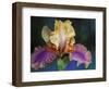 Bearded Iris, Rochester, Michigan, USA-Claudia Adams-Framed Photographic Print