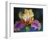 Bearded Iris, Rochester, Michigan, USA-Claudia Adams-Framed Photographic Print