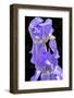 Bearded Iris, USA-Lisa Engelbrecht-Framed Photographic Print