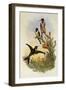 Bearded Mountaineer, Oreonympha Nobilis-John Gould-Framed Giclee Print