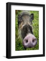 Bearded pig close up of snout, Bako NP, Sarawak, Borneo-Paul Williams-Framed Photographic Print