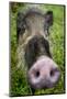 Bearded pig close up of snout, Bako NP, Sarawak, Borneo-Paul Williams-Mounted Photographic Print