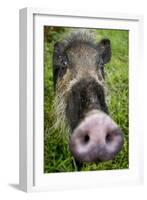 Bearded pig close up of snout, Bako NP, Sarawak, Borneo-Paul Williams-Framed Photographic Print