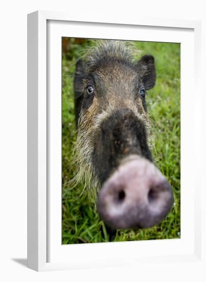 Bearded pig close up of snout, Bako NP, Sarawak, Borneo-Paul Williams-Framed Photographic Print