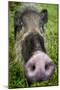 Bearded pig close up of snout, Bako NP, Sarawak, Borneo-Paul Williams-Mounted Photographic Print