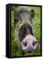 Bearded pig close up of snout, Bako NP, Sarawak, Borneo-Paul Williams-Framed Stretched Canvas