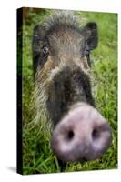 Bearded pig close up of snout, Bako NP, Sarawak, Borneo-Paul Williams-Stretched Canvas