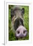 Bearded pig close up of snout, Bako NP, Sarawak, Borneo-Paul Williams-Framed Photographic Print