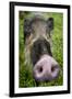 Bearded pig close up of snout, Bako NP, Sarawak, Borneo-Paul Williams-Framed Photographic Print