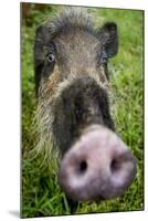 Bearded pig close up of snout, Bako NP, Sarawak, Borneo-Paul Williams-Mounted Photographic Print