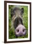 Bearded pig close up of snout, Bako NP, Sarawak, Borneo-Paul Williams-Framed Photographic Print