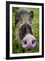 Bearded pig close up of snout, Bako NP, Sarawak, Borneo-Paul Williams-Framed Photographic Print