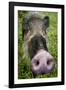 Bearded pig close up of snout, Bako NP, Sarawak, Borneo-Paul Williams-Framed Photographic Print