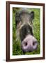 Bearded pig close up of snout, Bako NP, Sarawak, Borneo-Paul Williams-Framed Photographic Print