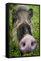 Bearded pig close up of snout, Bako NP, Sarawak, Borneo-Paul Williams-Framed Stretched Canvas