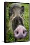 Bearded pig close up of snout, Bako NP, Sarawak, Borneo-Paul Williams-Framed Stretched Canvas