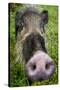 Bearded pig close up of snout, Bako NP, Sarawak, Borneo-Paul Williams-Stretched Canvas