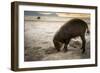 Bearded pig digging in sand, Sarawak, Borneo-Paul Williams-Framed Photographic Print