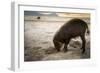 Bearded pig digging in sand, Sarawak, Borneo-Paul Williams-Framed Photographic Print