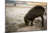 Bearded pig digging in sand, Sarawak, Borneo-Paul Williams-Mounted Photographic Print