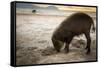 Bearded pig digging in sand, Sarawak, Borneo-Paul Williams-Framed Stretched Canvas