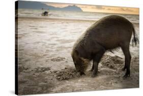 Bearded pig digging in sand, Sarawak, Borneo-Paul Williams-Stretched Canvas