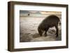 Bearded pig digging in sand, Sarawak, Borneo-Paul Williams-Framed Photographic Print